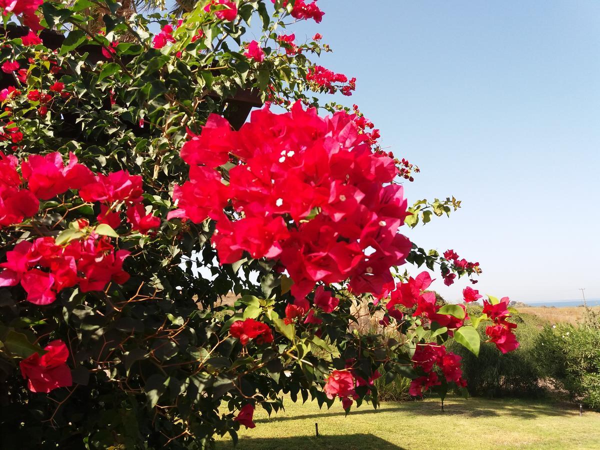 Villa Kos Μαστιχάρι Εξωτερικό φωτογραφία