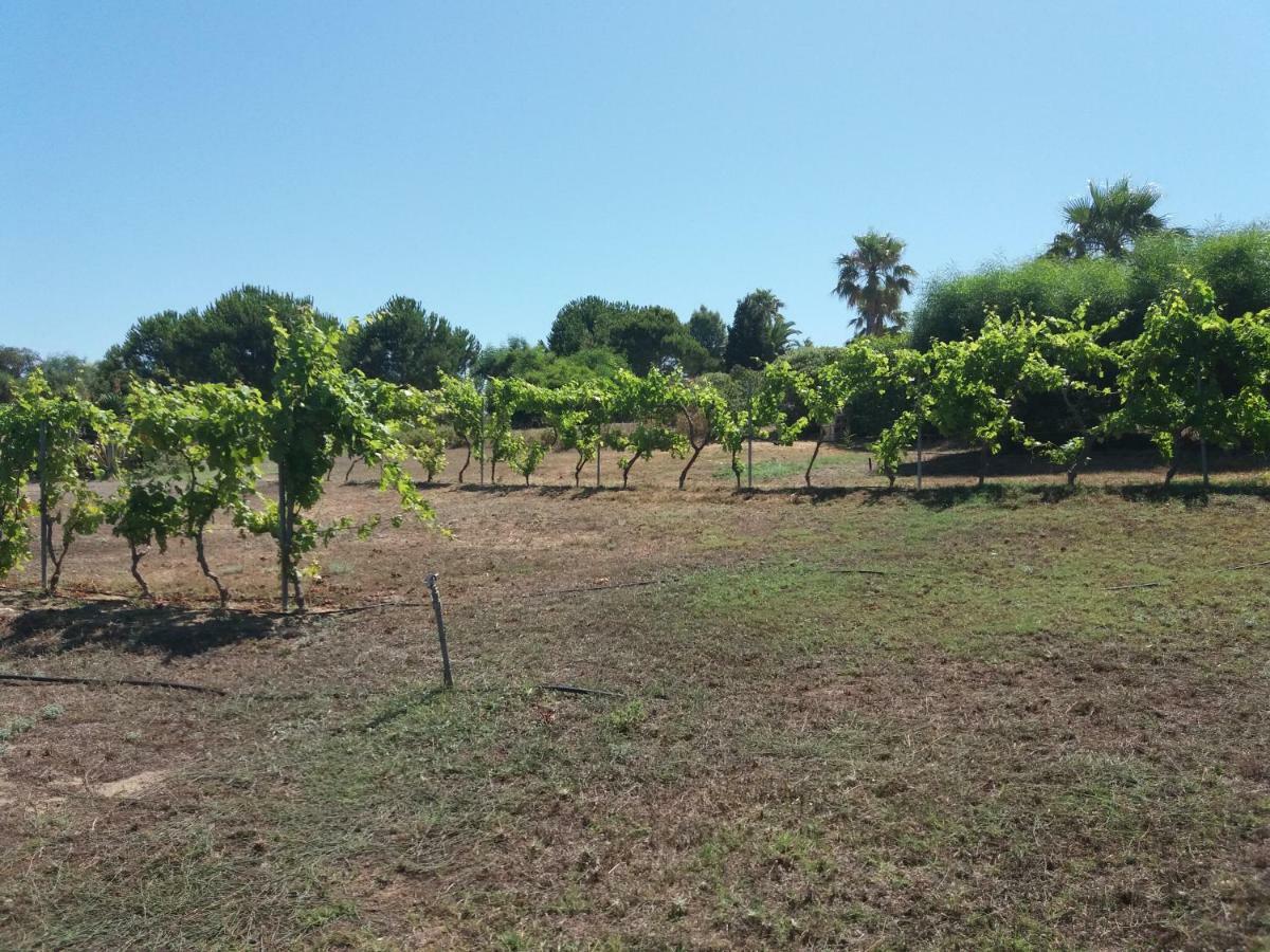 Villa Kos Μαστιχάρι Εξωτερικό φωτογραφία